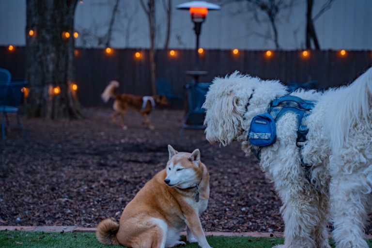 7 dog-friendly heated patios in Huntsville to check out 7 dog-friendly heated patios in Huntsville to check out