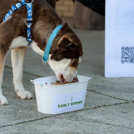 “Groundhog Dog” calls for early spring in Huntsville “Groundhog Dog” calls for early spring in Huntsville