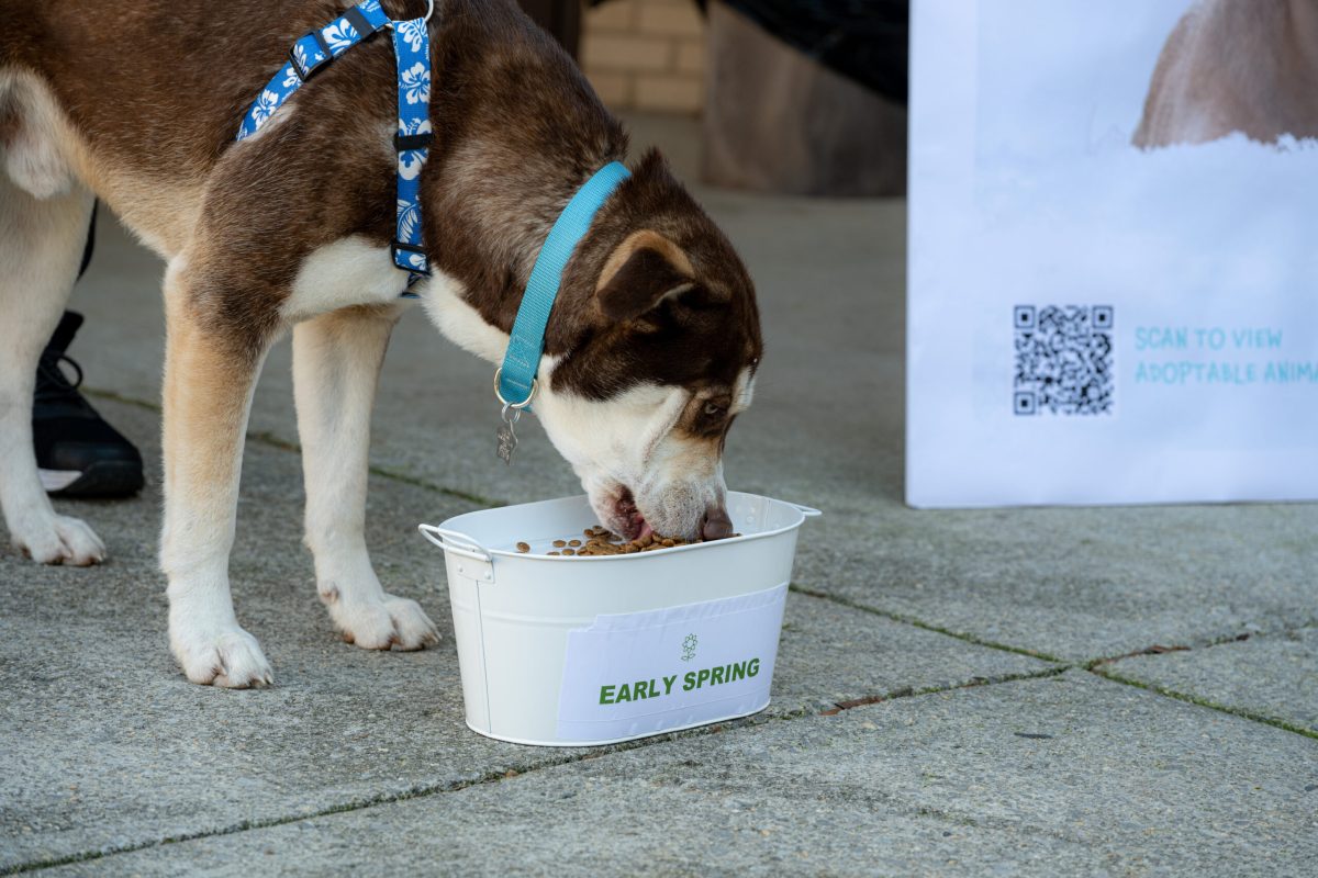 “Groundhog Dog” calls for early spring in Huntsville “Groundhog Dog” calls for early spring in Huntsville