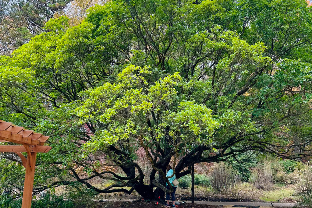 You can help beautify North Alabama by planting these free trees You can help beautify North Alabama by planting these free trees
