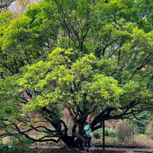 You can help beautify North Alabama by planting these free trees You can help beautify North Alabama by planting these free trees