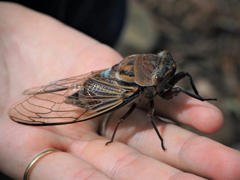Get prepared for an active cicada season this year Get prepared for an active cicada season this year