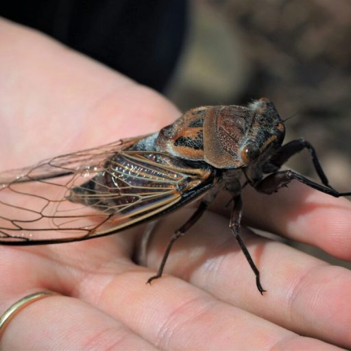 Get prepared for an active cicada season this year Get prepared for an active cicada season this year