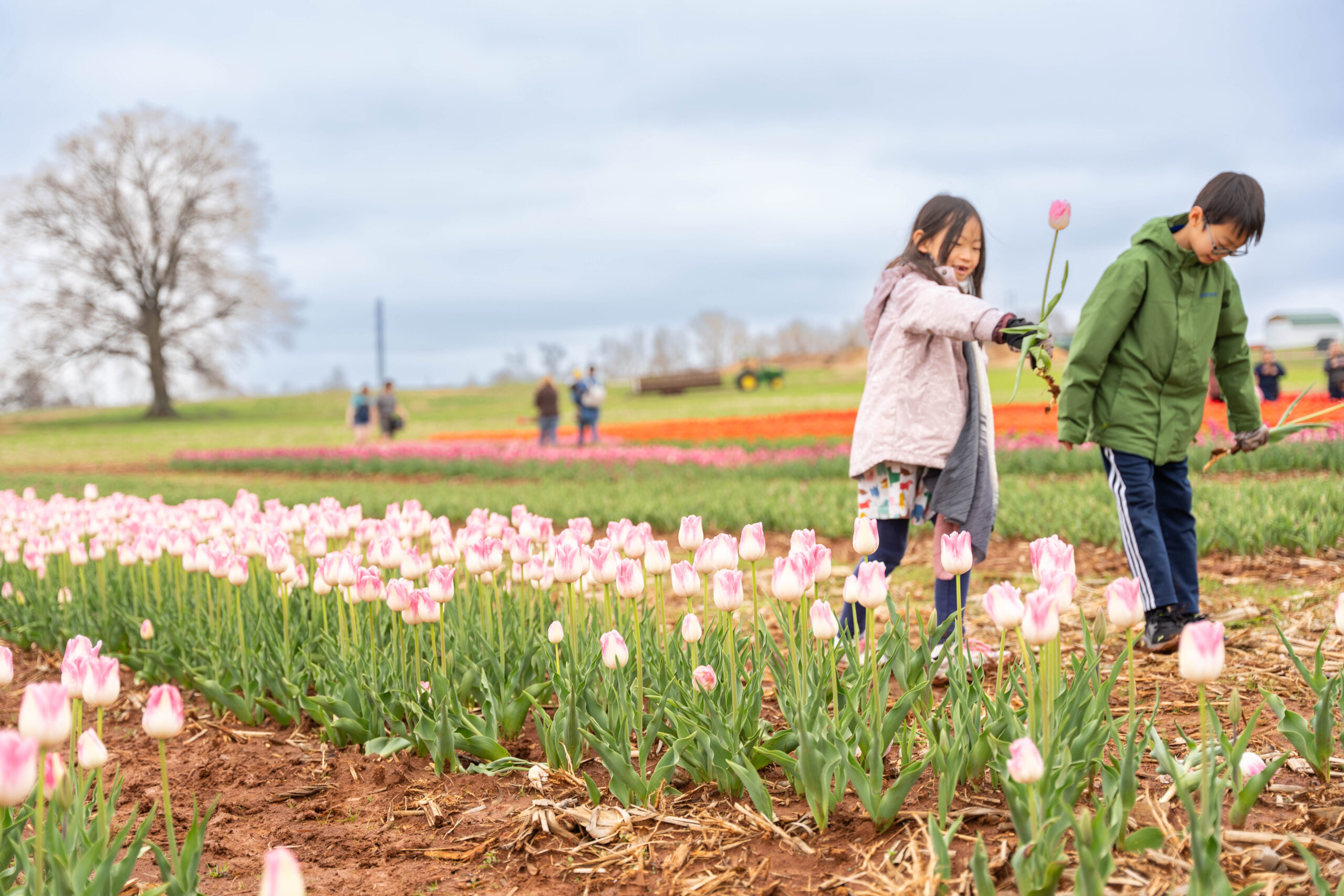 You need to visit this tulip farm near Huntsville You need to visit this tulip farm near Huntsville
