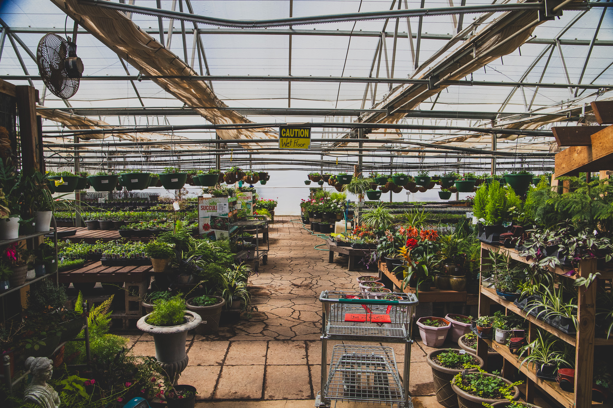5 great plant shops that you need to know about now - Hville Blast