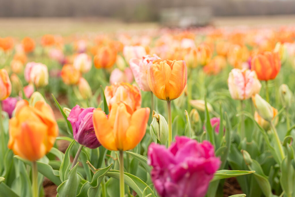 Your ultimate Huntsville spring bucket list Your ultimate Huntsville spring bucket list