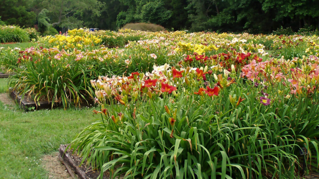 10 of the best plants to grow in North Alabama 10 of the best plants to grow in North Alabama