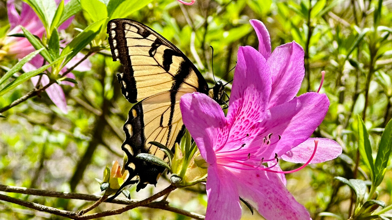 4 romantic date ideas in the Huntsville area 4 romantic date ideas in the Huntsville area