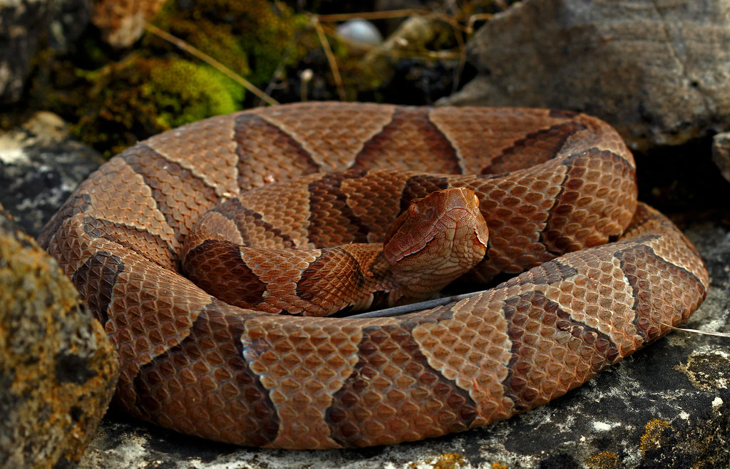 ‘Good snake or bad snake?’ Here’s how to coexist with snakes ‘Good snake or bad snake?’ Here’s how to coexist with snakes
