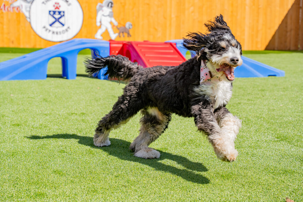 How to Keep Pets Safe During the Summer Months – 5 Tips How to Keep Pets Safe During the Summer Months – 5 Tips