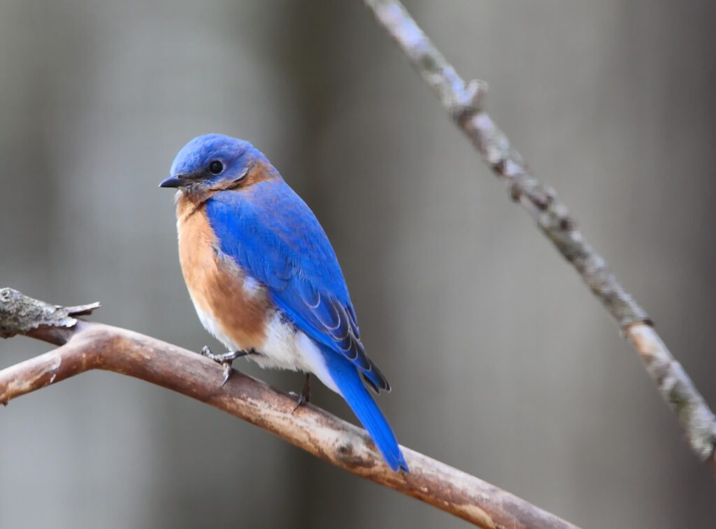 This Huntsville nature preserve is a new addition to the Alabama Birding Trail This Huntsville nature preserve is a new addition to the Alabama Birding Trail