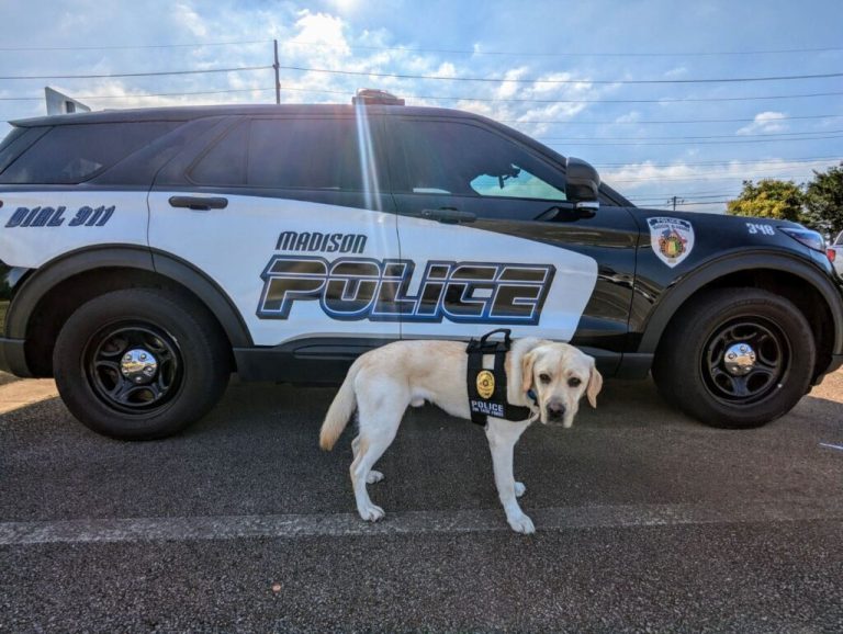 Welcome new police dog to major crimes at the MPD Welcome new police dog to major crimes at the MPD