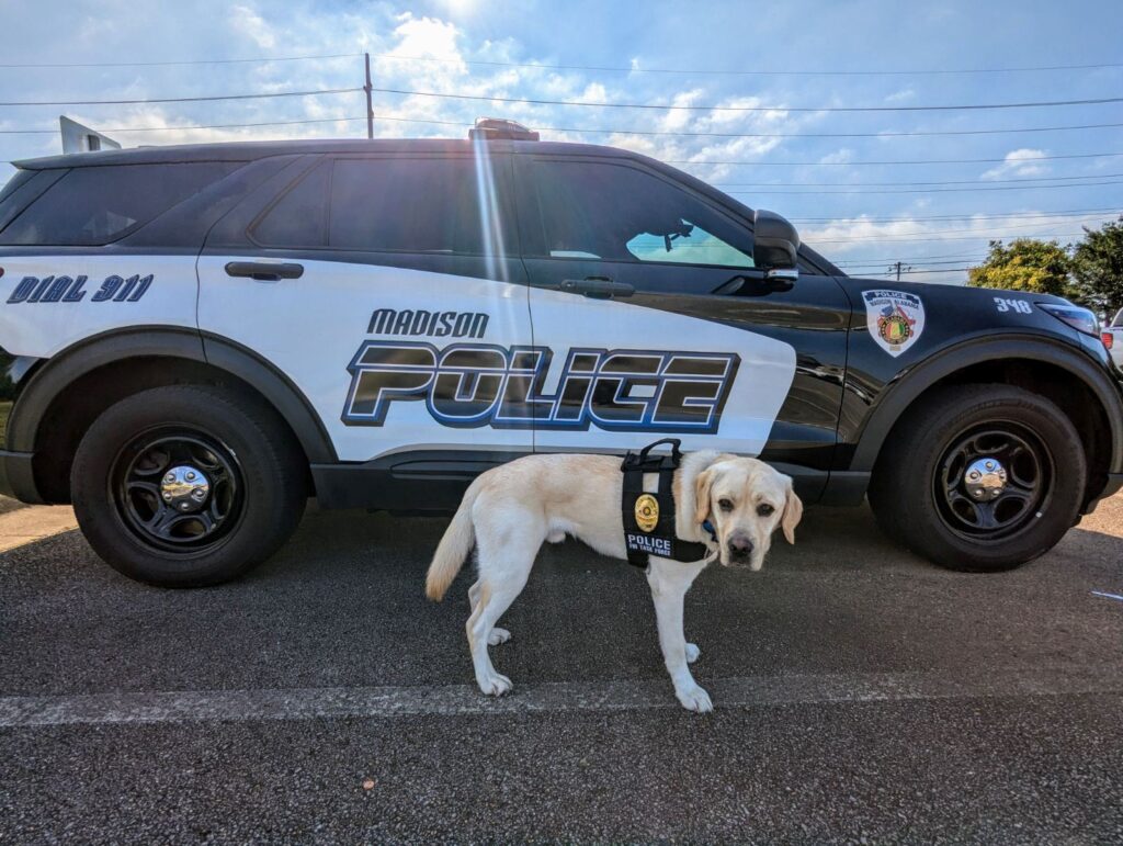 Welcome new police dog to major crimes at the MPD Welcome new police dog to major crimes at the MPD