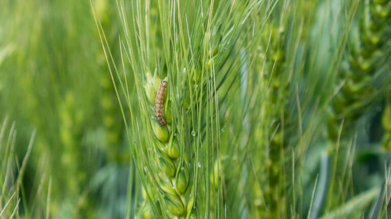 Fall armyworms — how to treat them + save your lawn Fall armyworms — how to treat them + save your lawn