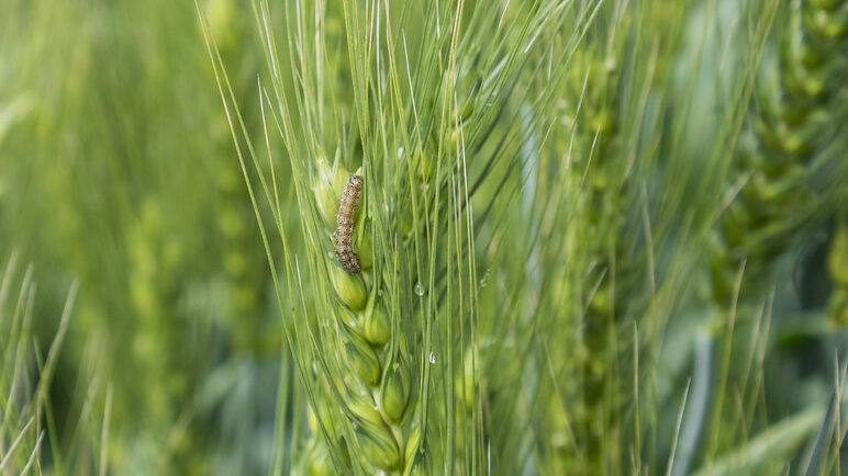 Fall armyworms — how to treat them + save your lawn Fall armyworms — how to treat them + save your lawn
