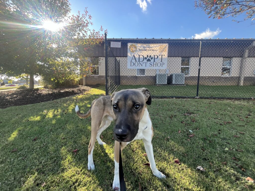 How to help animals in Decatur: Shelter offers new, low-cost spay/neuter + foster programs How to help animals in Decatur: Shelter offers new, low-cost spay/neuter + foster programs