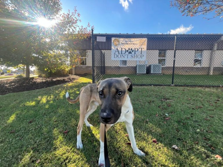 How to help animals in Decatur: Shelter offers new, low-cost spay/neuter + foster programs How to help animals in Decatur: Shelter offers new, low-cost spay/neuter + foster programs