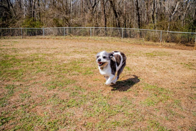 New veterinary office in Decatur among new M+ building permits New veterinary office in Decatur among new M+ building permits