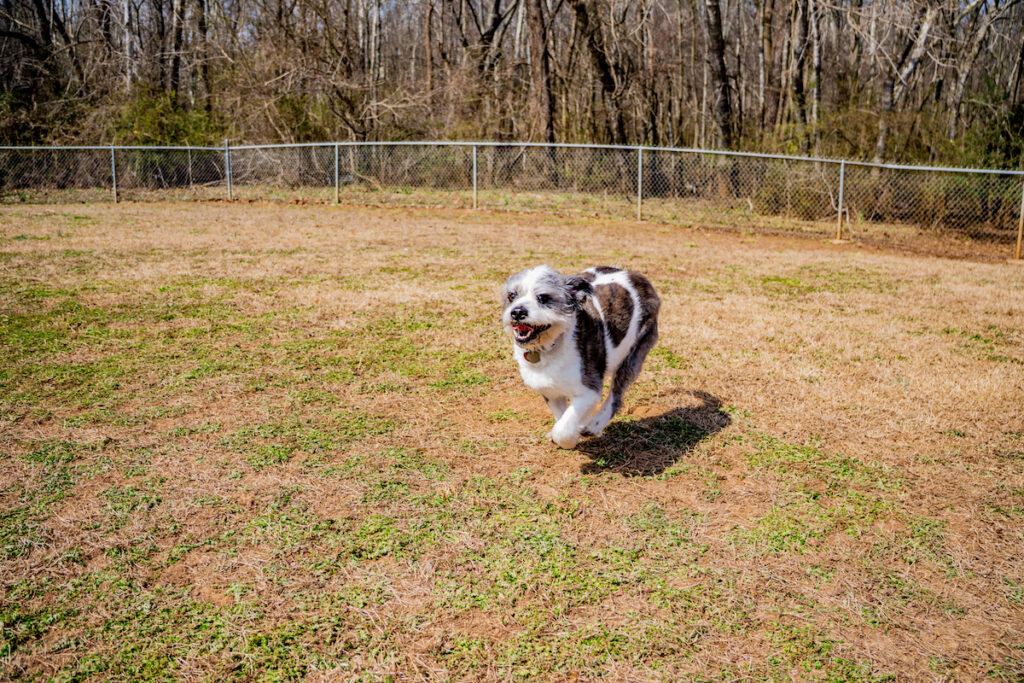 New veterinary office in Decatur among new M+ building permits New veterinary office in Decatur among new M+ building permits