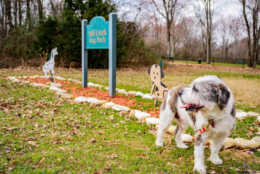 Here’s where to get free pet food in Huntsville this Saturday Here’s where to get free pet food in Huntsville this Saturday