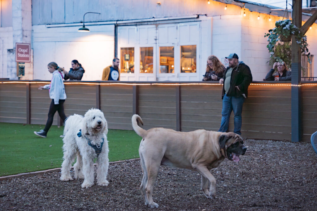 8 Huntsville dog parks for quality time with your pup 8 Huntsville dog parks for quality time with your pup