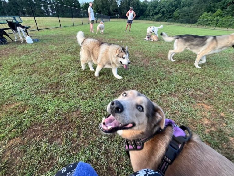 Quick look at after-hours emergency vets in Huntsville + surrounding towns Quick look at after-hours emergency vets in Huntsville + surrounding towns