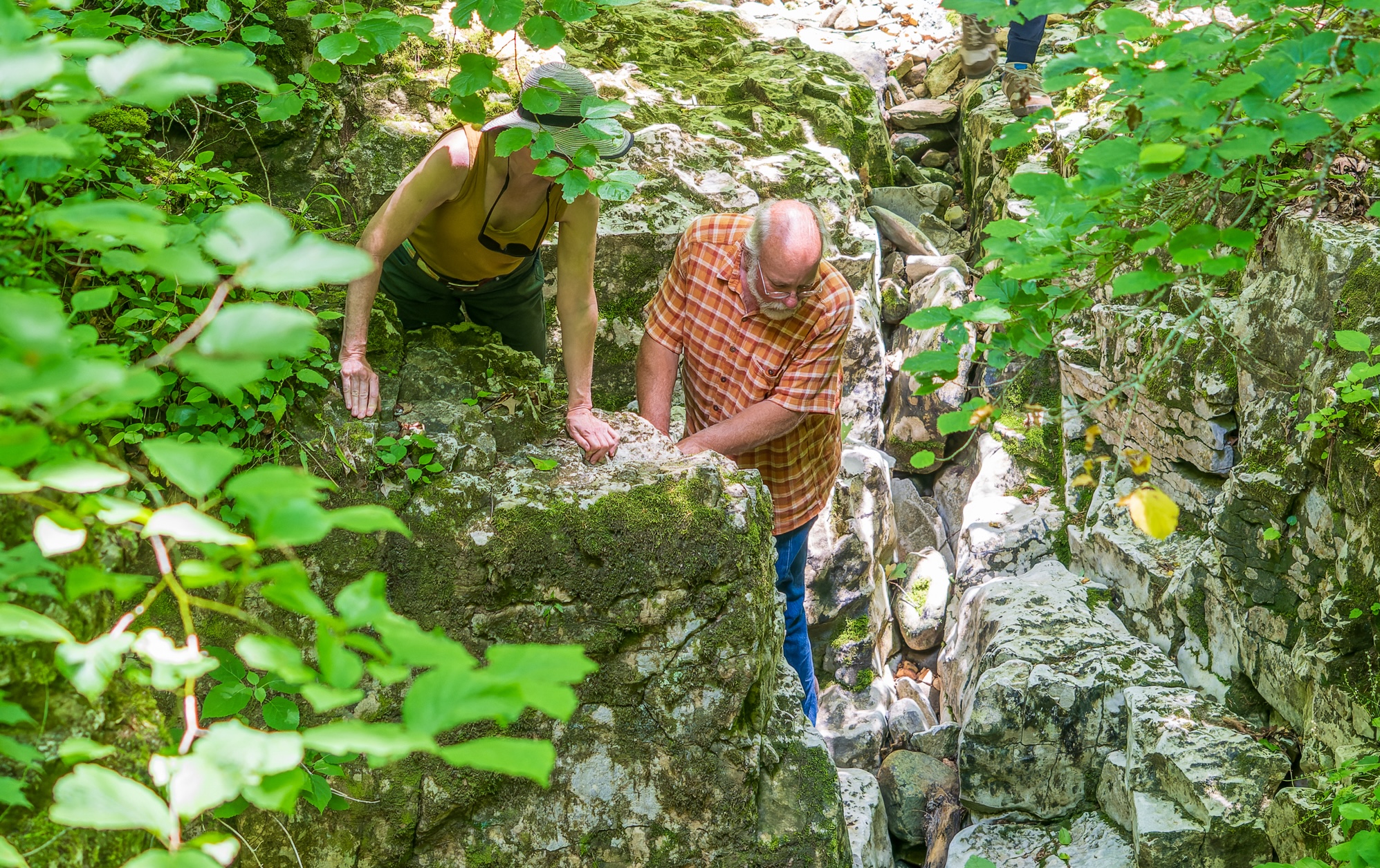 North Alabama research center becomes global lab for climate-resistant forests North Alabama research center becomes global lab for climate-resistant forests