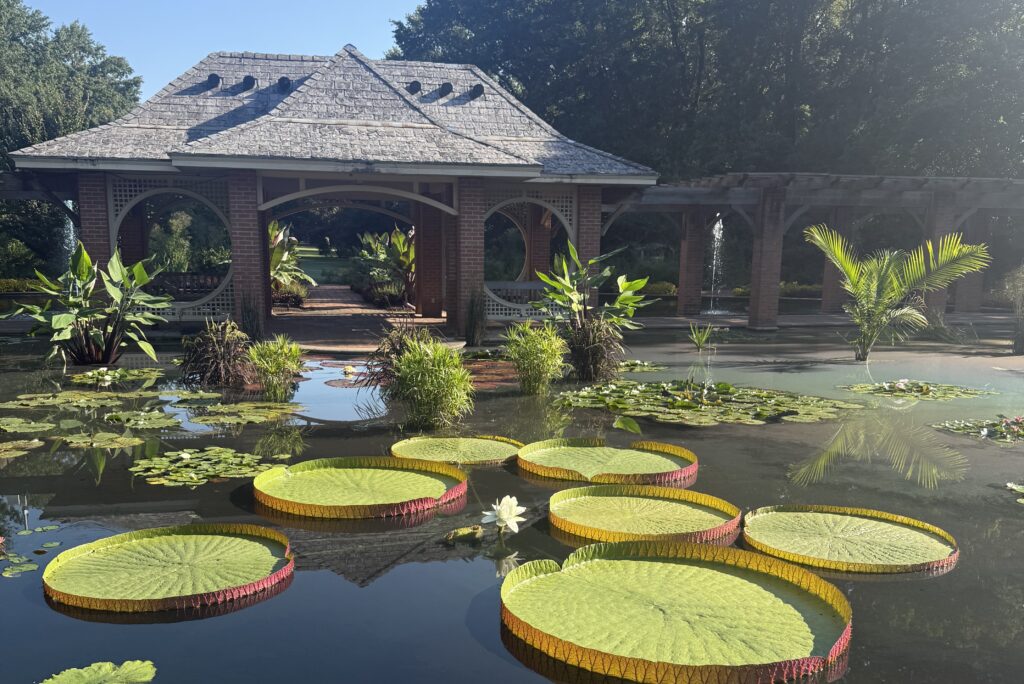 Where Huntsville Botanical Garden’s massive waterlilies rank in the worldwide ‘Waterlily Weigh-Off’ Where Huntsville Botanical Garden’s massive waterlilies rank in the worldwide ‘Waterlily Weigh-Off’