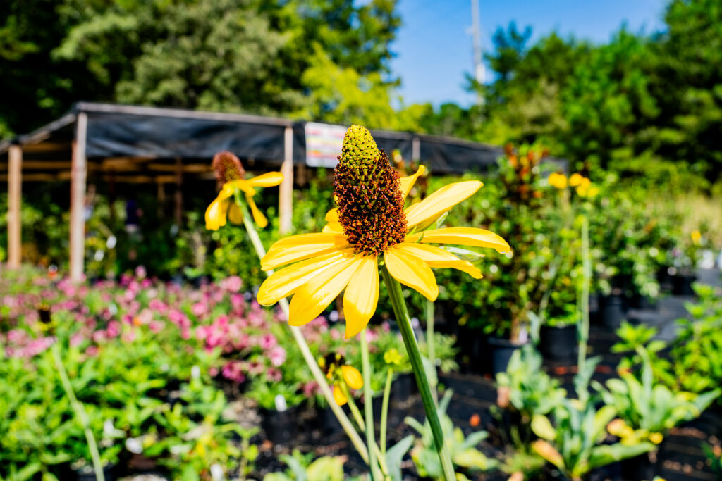 Spring is on the way—check out these local flower farms Spring is on the way—check out these local flower farms