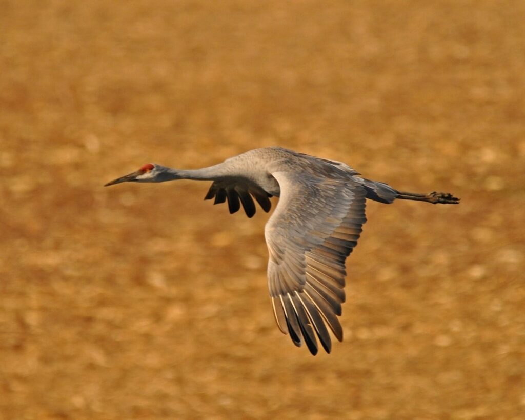 Cranes at Wheeler National Wildlife Refuge in Decatur arriving now Cranes at Wheeler National Wildlife Refuge in Decatur arriving now