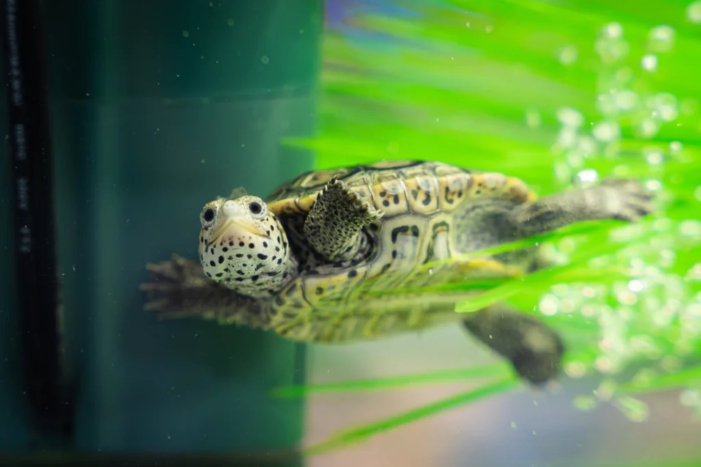 McWane’s new tiny turtles are on a big conservation mission to save Alabama’s coastline [PHOTOS]