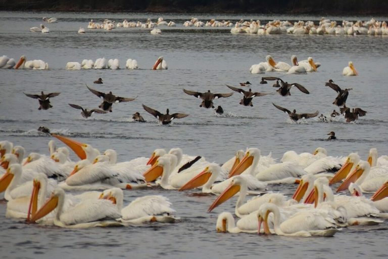 5 great ways to see the thousands of wintering birds at Wheeler National Wildlife Refuge now 5 great ways to see the thousands of wintering birds at Wheeler National Wildlife Refuge now