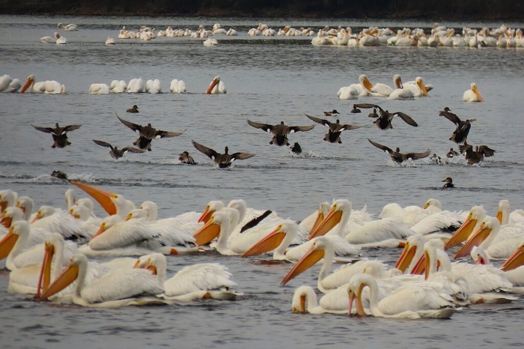5 great ways to see the thousands of wintering birds at Wheeler