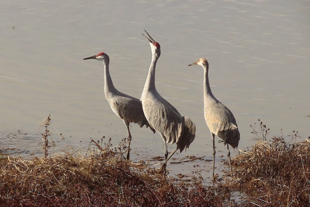 Festival of the Cranes + more exciting events this weekend in the Rocket City Festival of the Cranes + more exciting events this weekend in the Rocket City