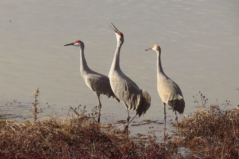 Festival of the Cranes + more exciting events this weekend in the Rocket City Festival of the Cranes + more exciting events this weekend in the Rocket City