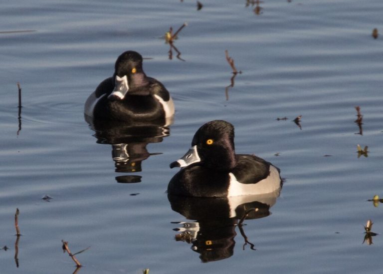 New 335-acre sanctuary coming to Wheeler National Wildlife Refuge New 335-acre sanctuary coming to Wheeler National Wildlife Refuge