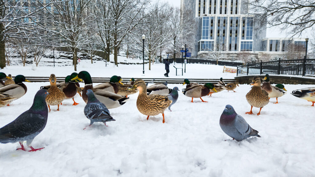 Snow day in the Rocket City? It’s a strong possibility Snow day in the Rocket City? It’s a strong possibility