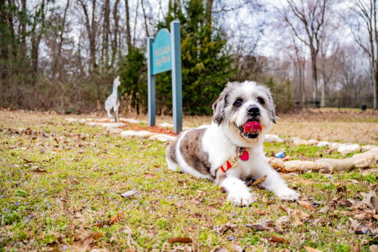 Beau’s Law heads to Gov. Ivey to set new Alabama dog care standards Beau’s Law heads to Gov. Ivey to set new Alabama dog care standards