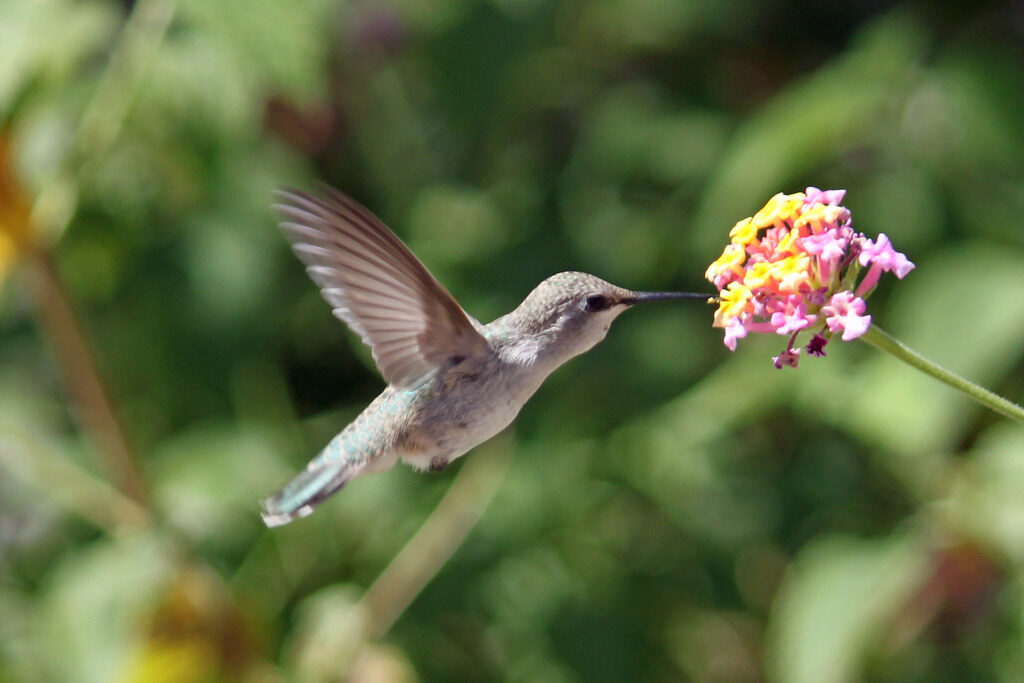 It’s almost time to start looking for hummingbirds It’s almost time to start looking for hummingbirds