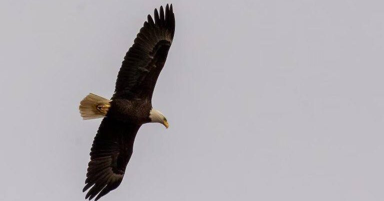 NEW NESTLINGS: 2 baby eagles named at Joe Wheeler State Park NEW NESTLINGS: 2 baby eagles named at Joe Wheeler State Park