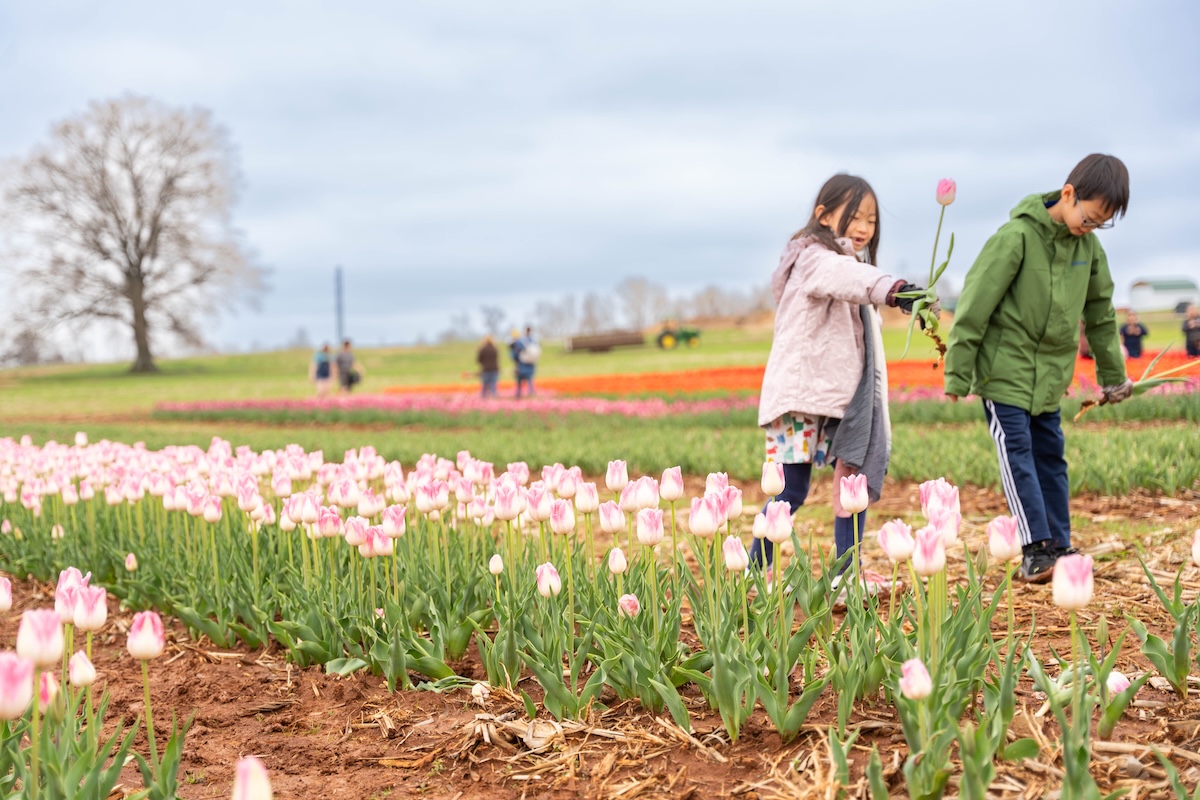 Spring in Huntsville: 7 ways to enjoy it now Spring in Huntsville: 7 ways to enjoy it now
