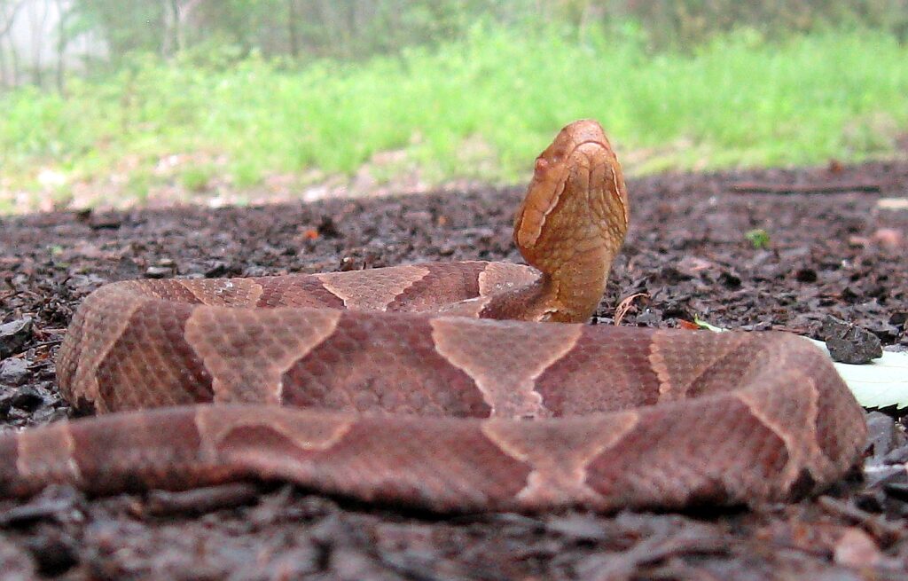Good snakes? Bad snakes? Here’s what to know about them Good snakes? Bad snakes? Here’s what to know about them