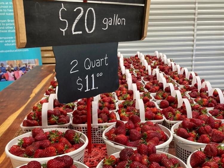 4 North AL strawberry farms you can visit in April 4 North AL strawberry farms you can visit in April