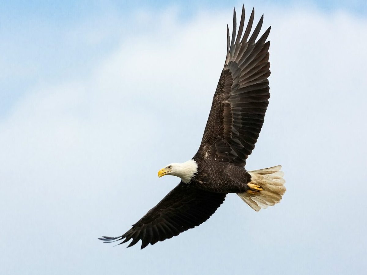 Big birds? Small birds? Here’s what to know about them Big birds? Small birds? Here’s what to know about them