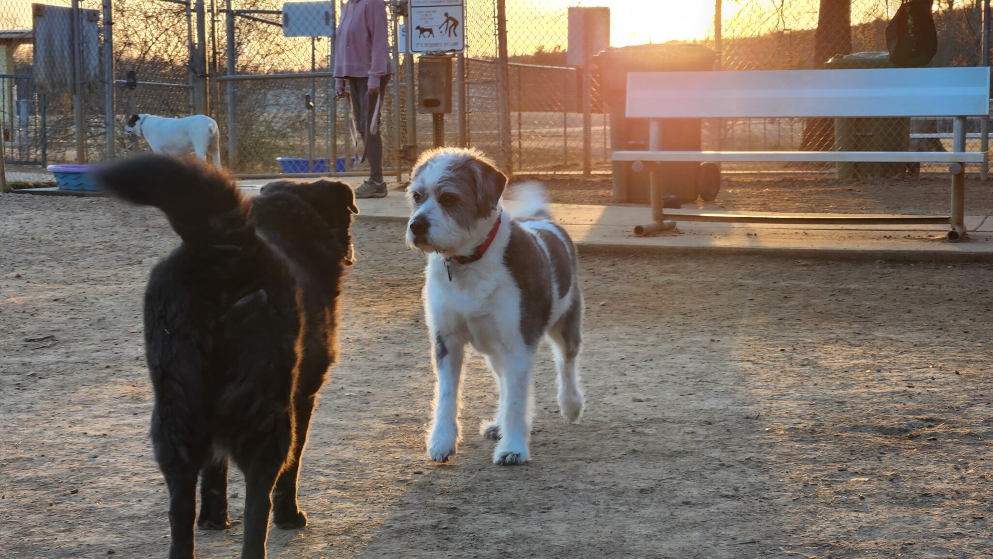 Rescue Dog spotlight—meet the pups on our team! Rescue Dog spotlight—meet the pups on our team!