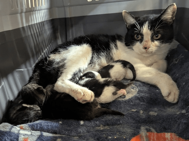 Huntsville Animal Services in dire need of community assistance: find out how you can help Huntsville Animal Services in dire need of community assistance: find out how you can help