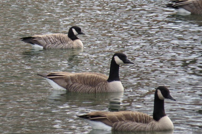Locals offer alternate solutions to Canada geese issue in Madison Locals offer alternate solutions to Canada geese issue in Madison