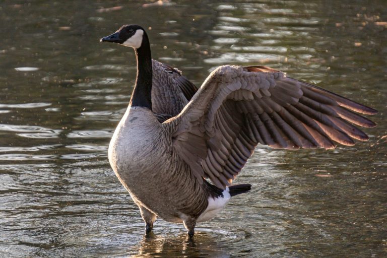 Canadian geese in Madison neighborhood saved by community protest Canadian geese in Madison neighborhood saved by community protest