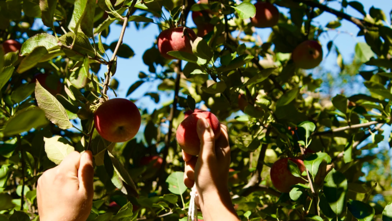 4 orchards around Huntsville to check out this fall 4 orchards around Huntsville to check out this fall