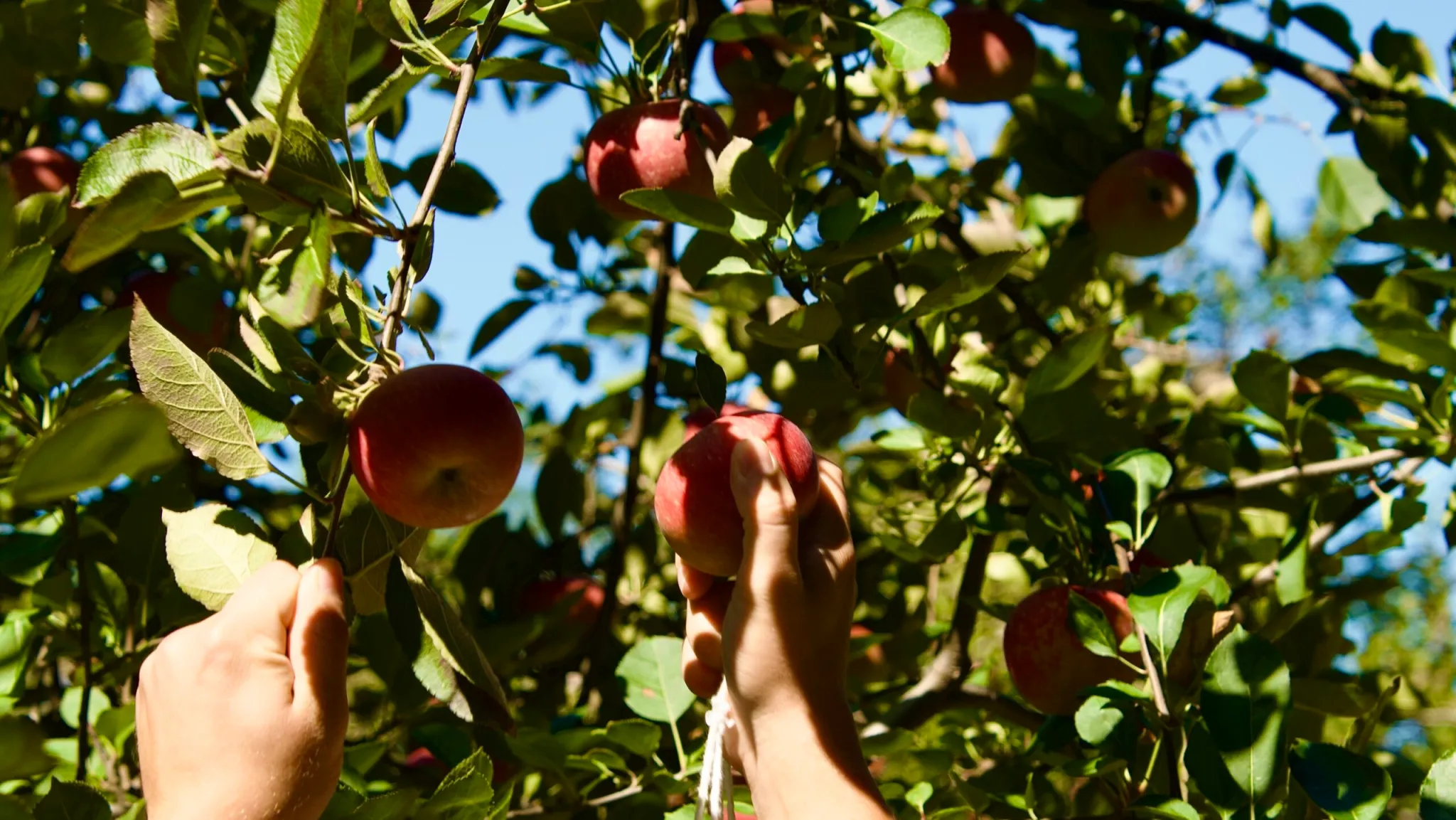 4 orchards around Huntsville to check out this fall 4 orchards around Huntsville to check out this fall